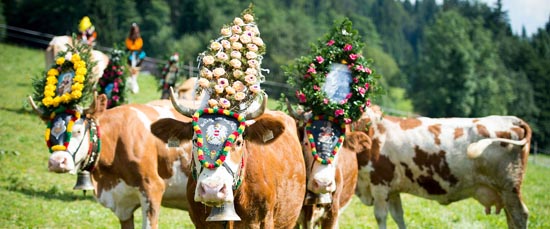 headgbear cattle